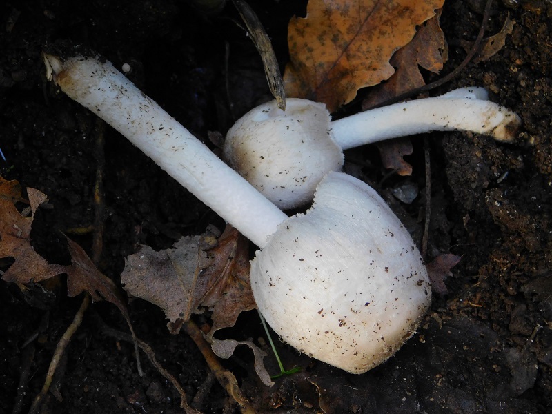 5 Fotogr.il 18.12.2021 sotto Leccio